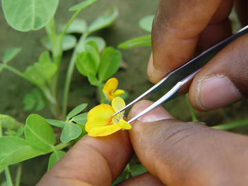 Emasculation d'une fleur d'arachide lors du croisement manuel pour la réalisation d'un backcross @ D. Fonceka - Cirad